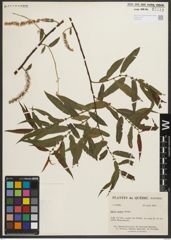 Foto von Salix nigra Marshall